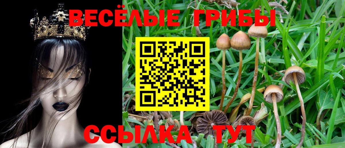 Менделеевск  Псилоцибиновые грибы Psilocybine cubensis  Вход с VPN 
